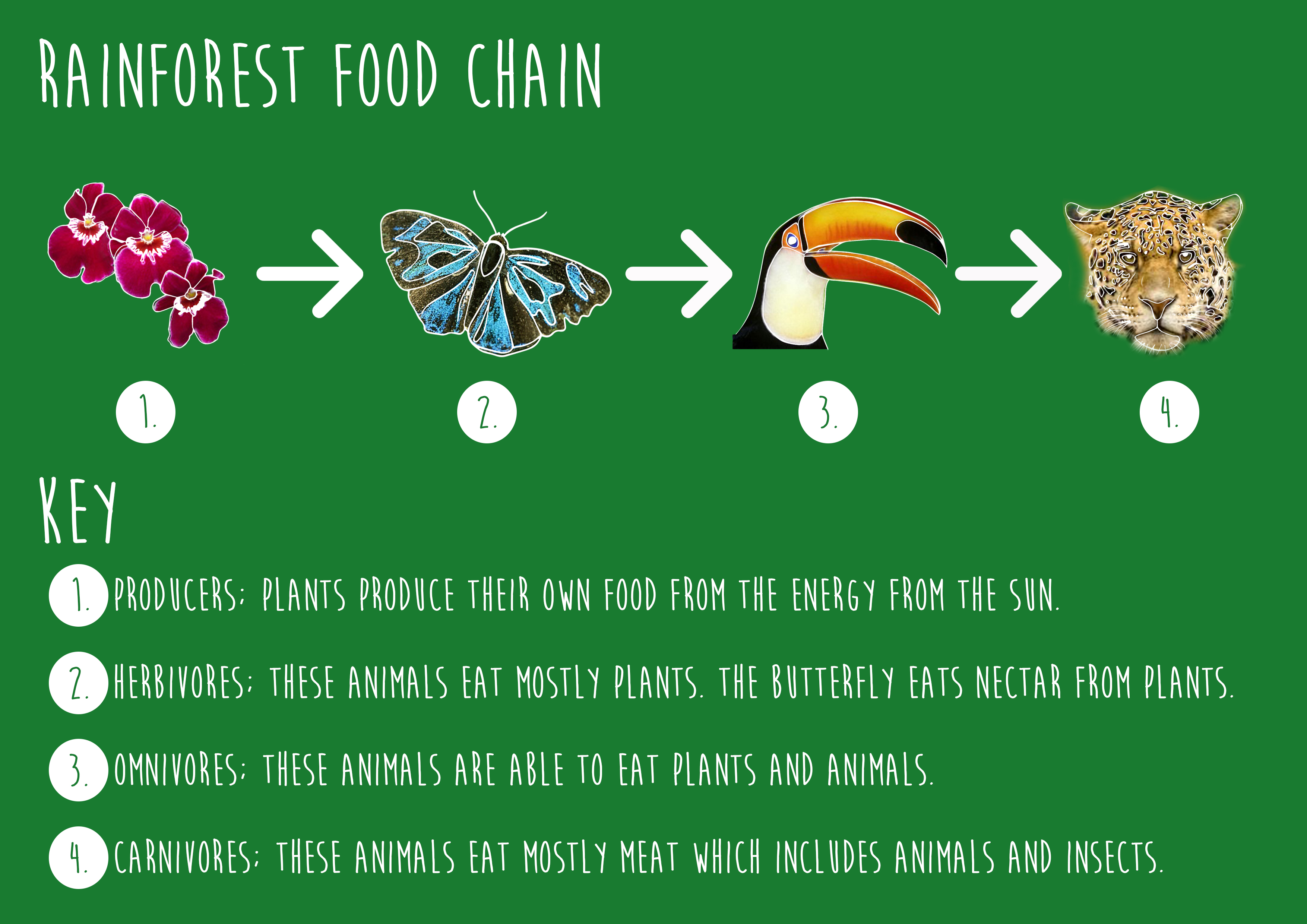 Rainforest Food Chain Food Chain Rainforest Food Web